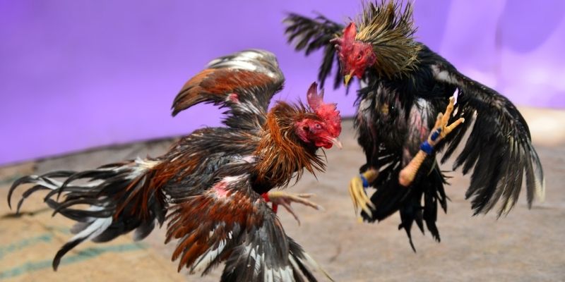 2q bet KM Game Bài 3d