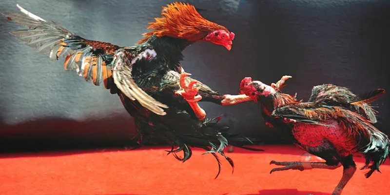 2q bet bắn cá h5 chơi ngay