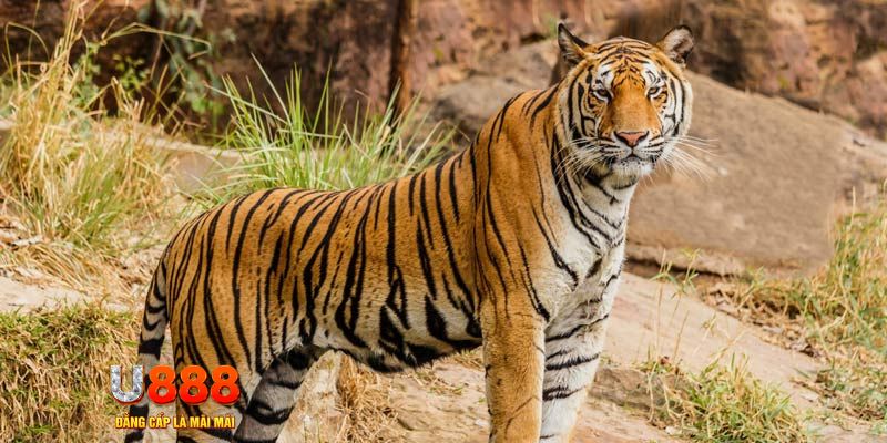 2q bet xổ số bình thuận