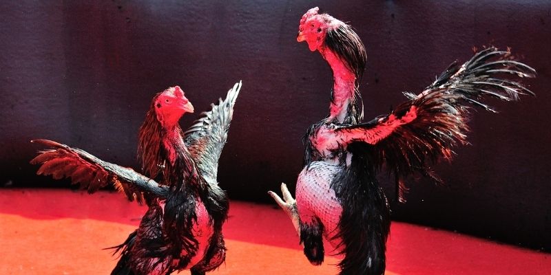 2q bet thị trường baccarat là gì