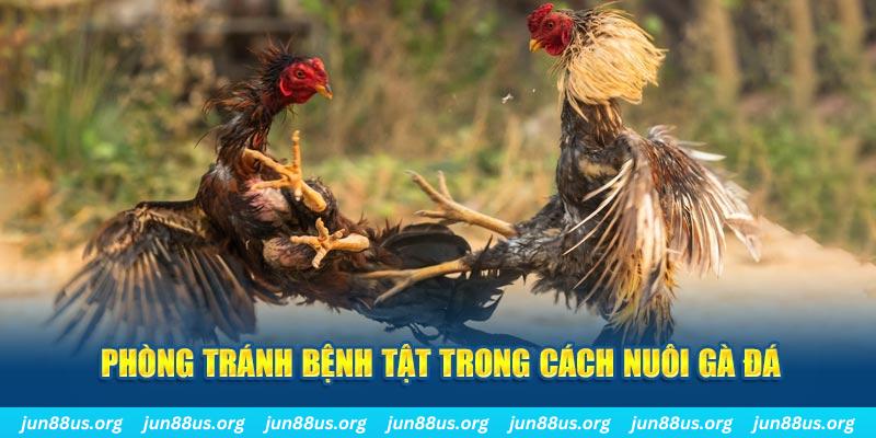 2q bet đăng nhập phỏm online