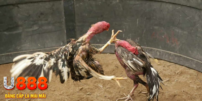 2q bet đăng nhập tiến lên miền nam số 1